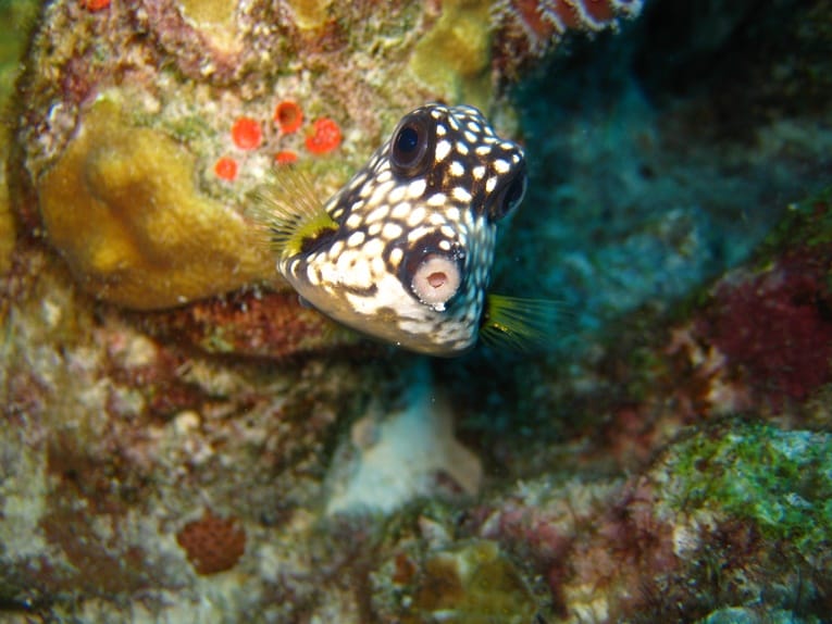 underwater_fish