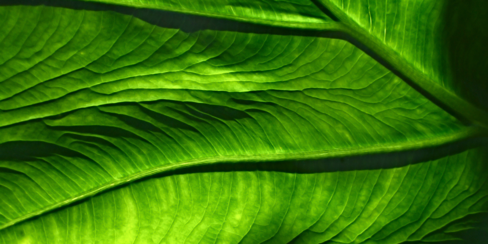 Abstract Photo of Leaf