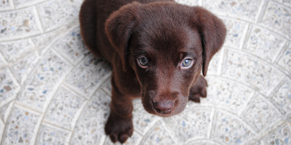 High Angle Shot of Puppy